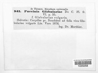 Puccinia globulariae image